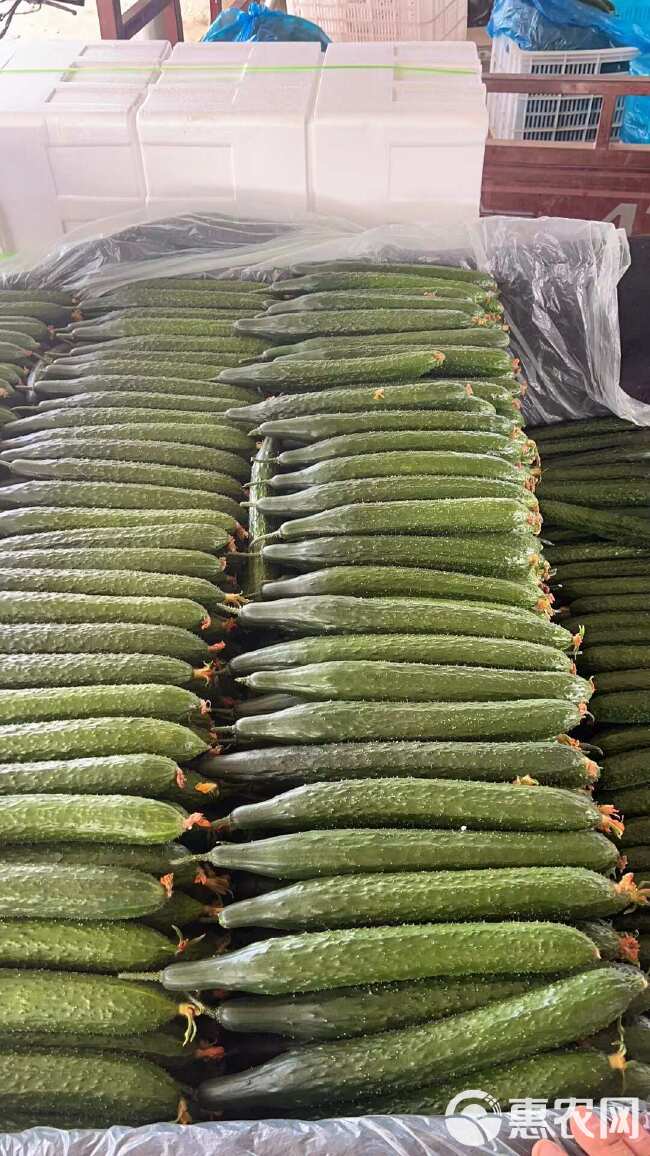 聊城大棚黄瓜已大量上市中，大条，小条瓜，对接各大商超，市场，