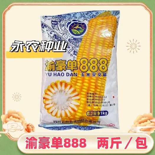 渝豪单888黄玉米种子重庆白穗黄籽半马齿大棒玉米种春秋播种正