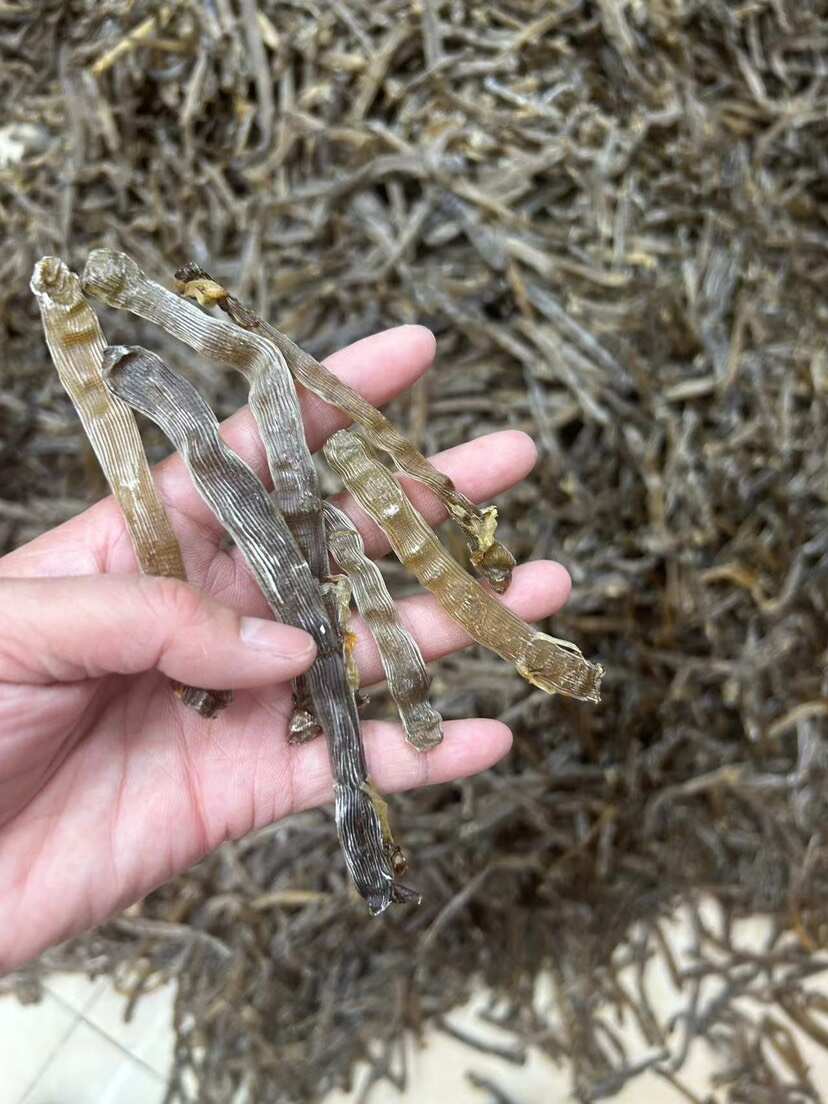 湛江黑沙虫干300多头