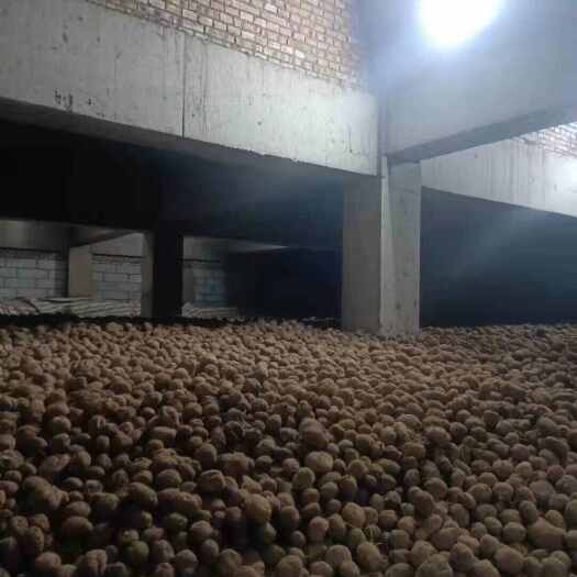 土豆大量出库，需要的取得联系