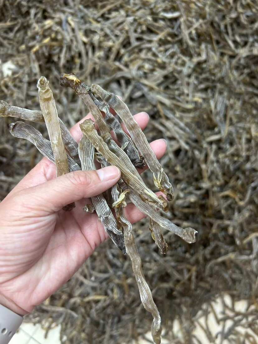 湛江黑沙虫干300多头