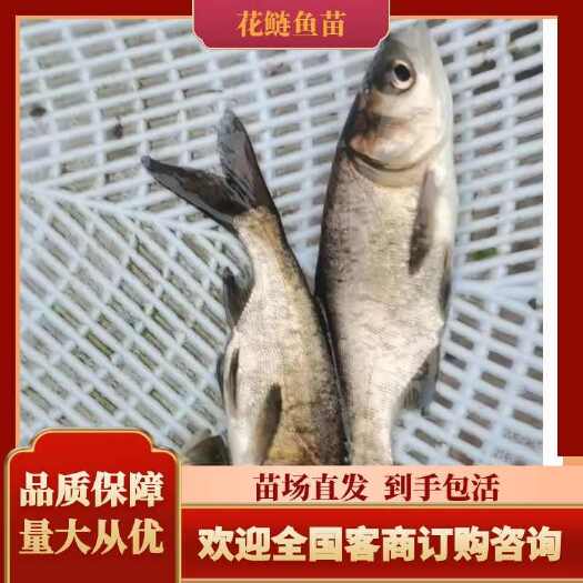 重庆市花鲢鱼苗，基地孵化，无病无伤，抗病生长快，存活率高，规模养殖