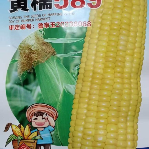 济南黄糯589玉米种子，产量高袋装玉米种子