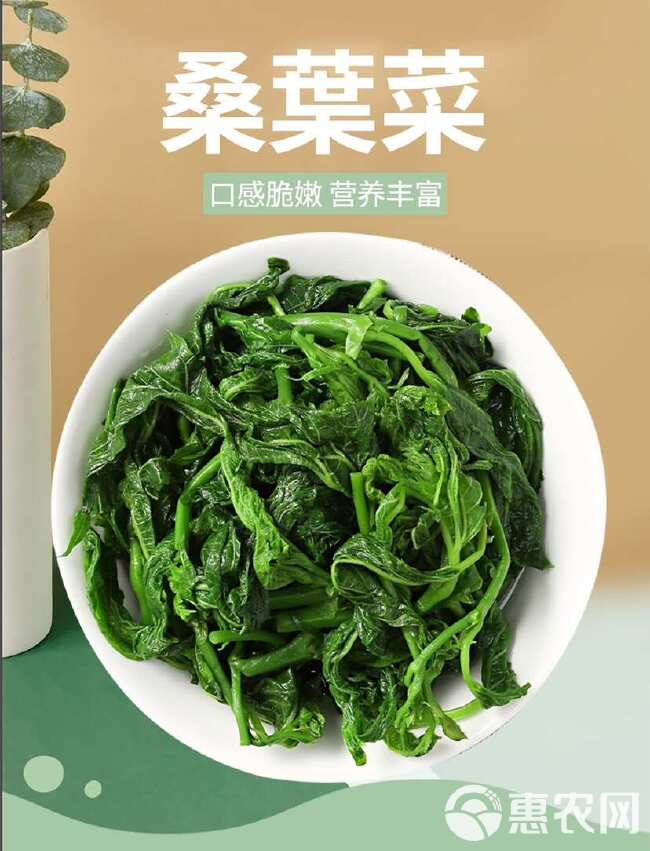 桑叶菜120包新鲜桑芽菜上汤桑芽嫩尖酒店饭店餐饮半成品特色菜