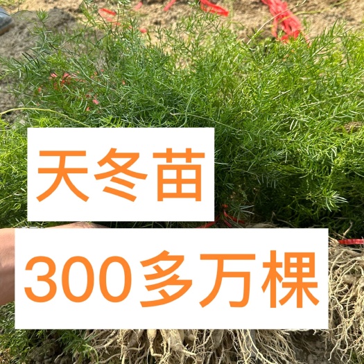 灵山县天门冬苗  天冬苗 良种大天冬苗 300万现苗 结薯多多。