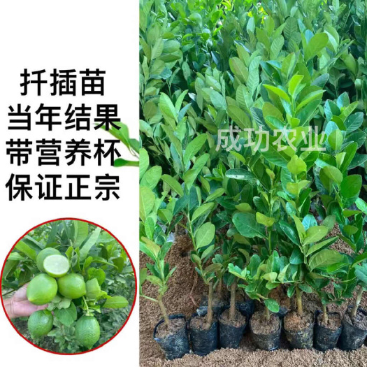灵山县柠檬树苗嫁接无核四季香水柠檬树苗广东无籽嫁接食用柠檬果苗