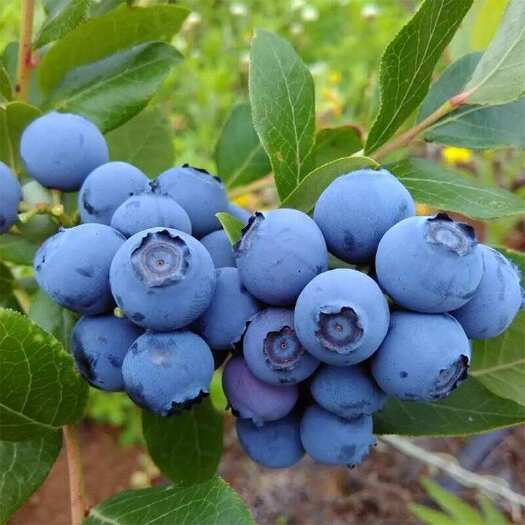 营口丛生蓝莓结果苗