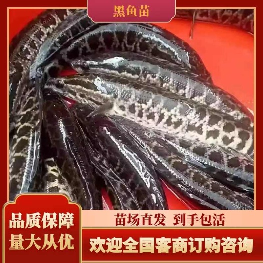 重庆市黑鱼苗，基地孵化，无病无伤，抗病生长快，存活率高，规模养殖