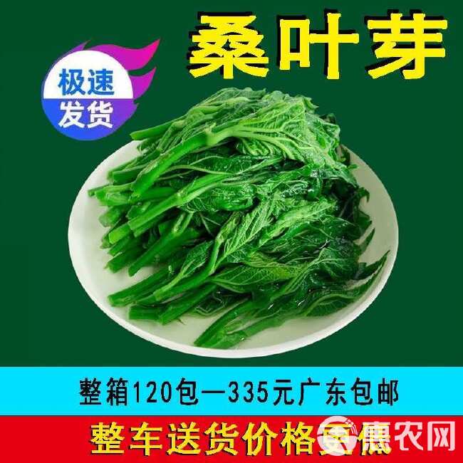 桑叶菜120包新鲜桑芽菜上汤桑芽嫩尖酒店饭店餐饮半成品特色菜