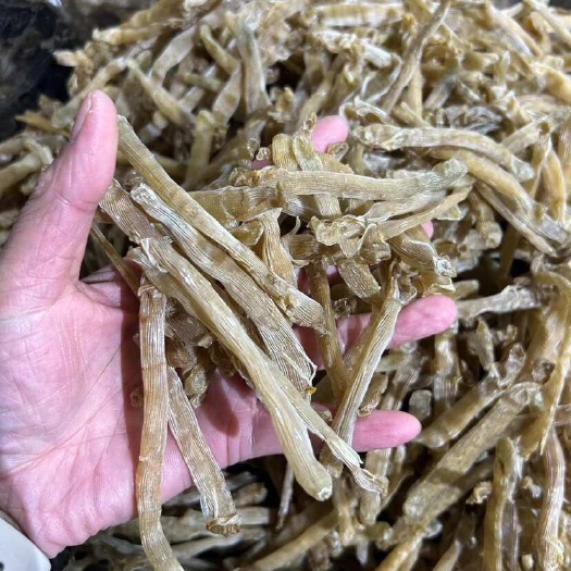 湛江湛江沙虫500头