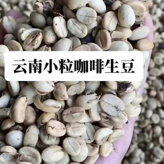 带壳生豆咖啡豆水洗日晒豆云南大雪山小粒咖啡豆批发2023年当