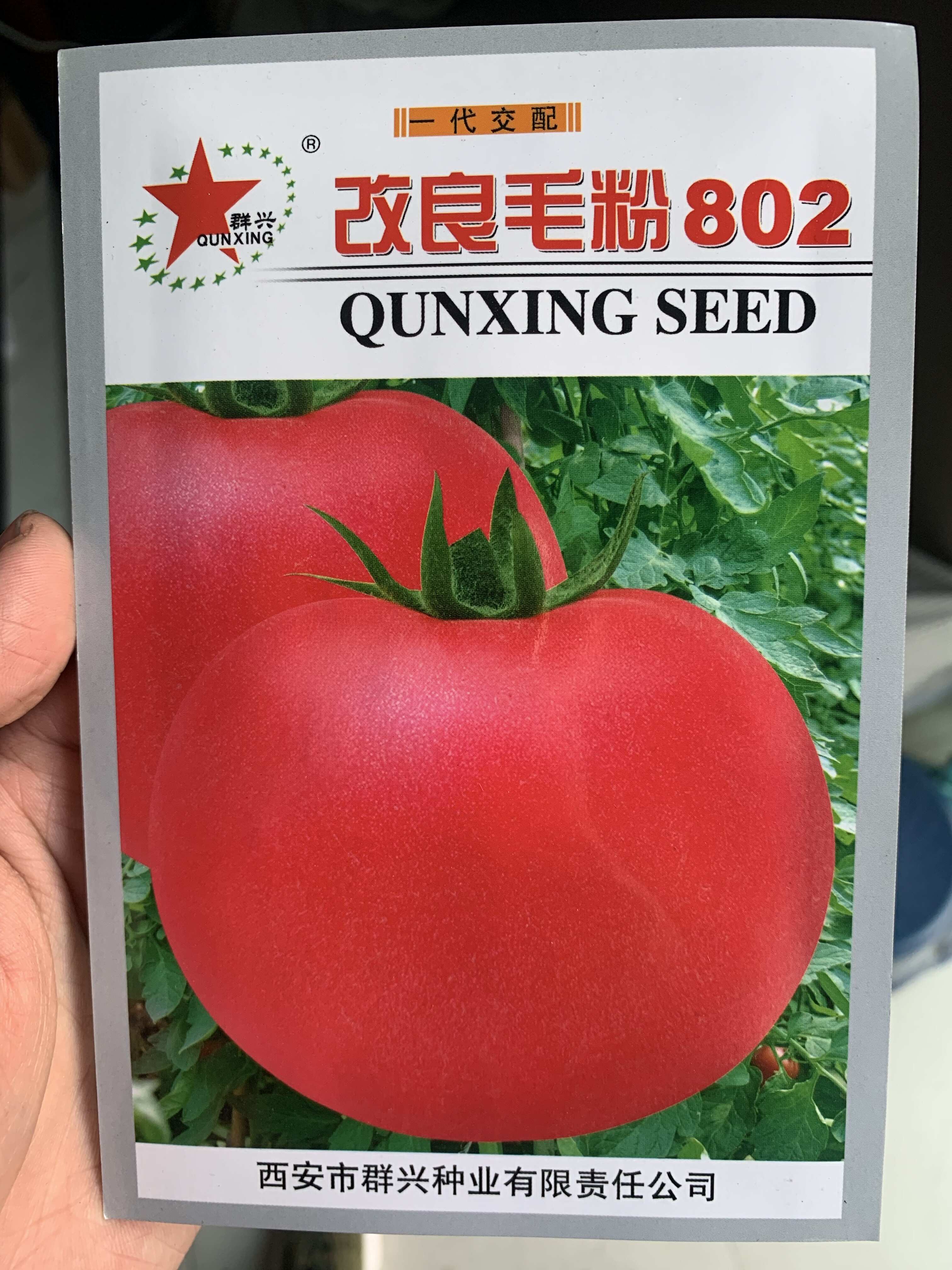 毛粉802番茄種子西紅柿種子沙瓤老品種酸甜可口多汁無限生長(zhǎng)