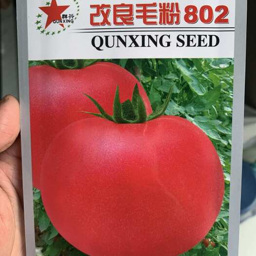 长沙毛粉802番茄种子西红柿种子沙瓤老品种酸甜可口多汁无限生长