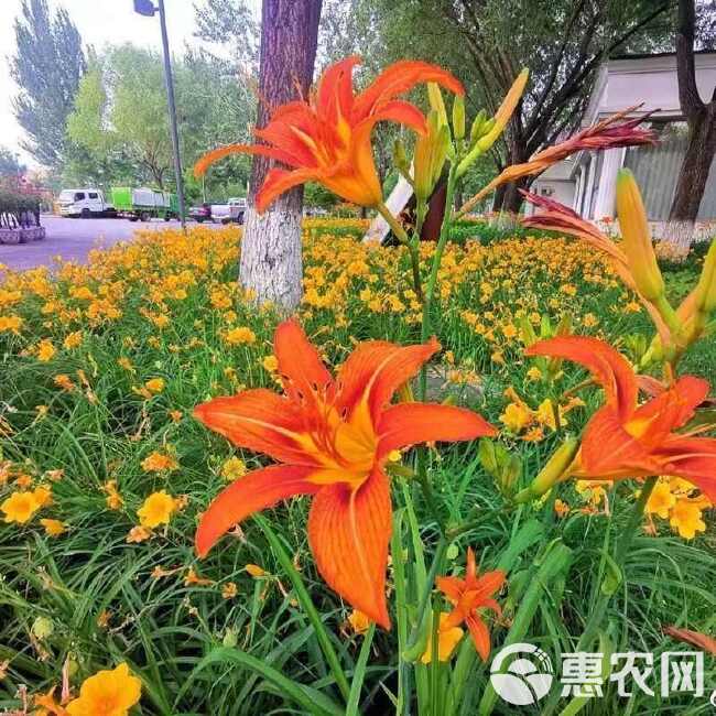 大花萱草种子花卉种子萱草种子金娃娃萱草种子红运红花萱草种草籽