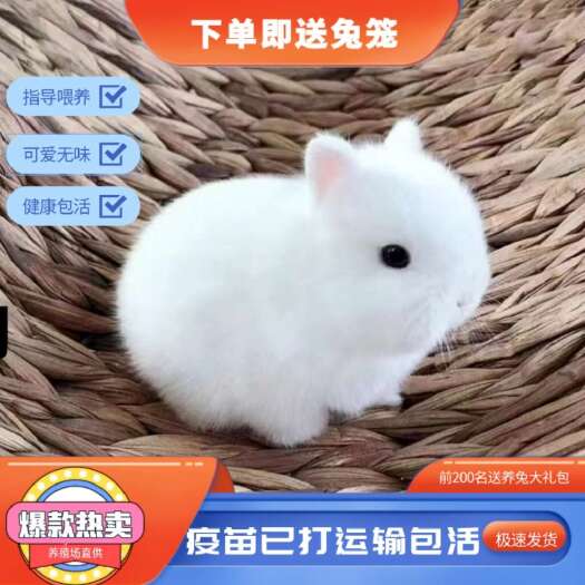 江苏徐州兔子活物小型侏儒兔荷兰折耳兔迷你茶杯宠物兔垂耳兔包邮