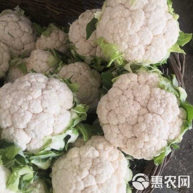 菜花，花菜乳白紧花，包叶光头，质量好价格便产地代收整车发货。