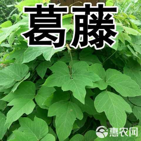 葛藤种子爬山虎牵牛花油麻藤大翼豆边坡矿山绿化护坡爬藤植物种籽