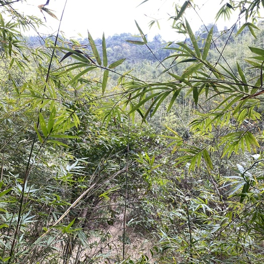 广宁县山地出租20-30年，50-300亩，可以种植桉树。