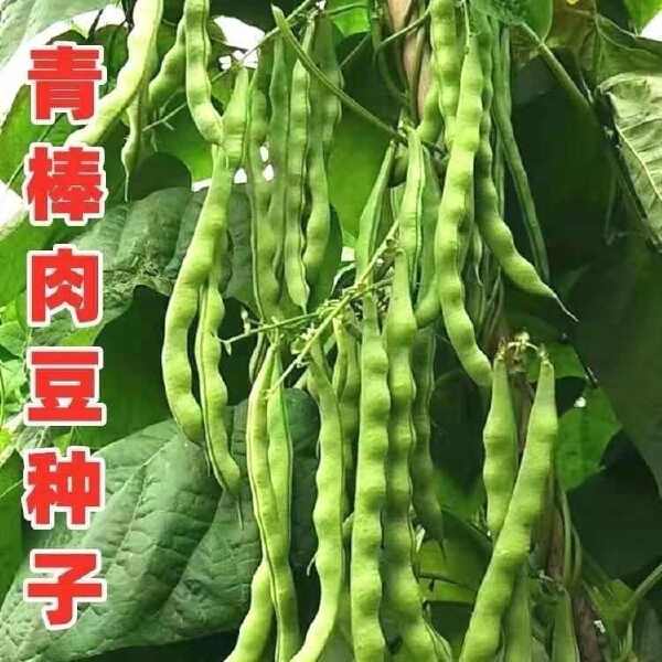 青玉棒青荚架豆种子九粒青棒肉豆角种籽四季豆芸豆春夏秋季蔬菜孑