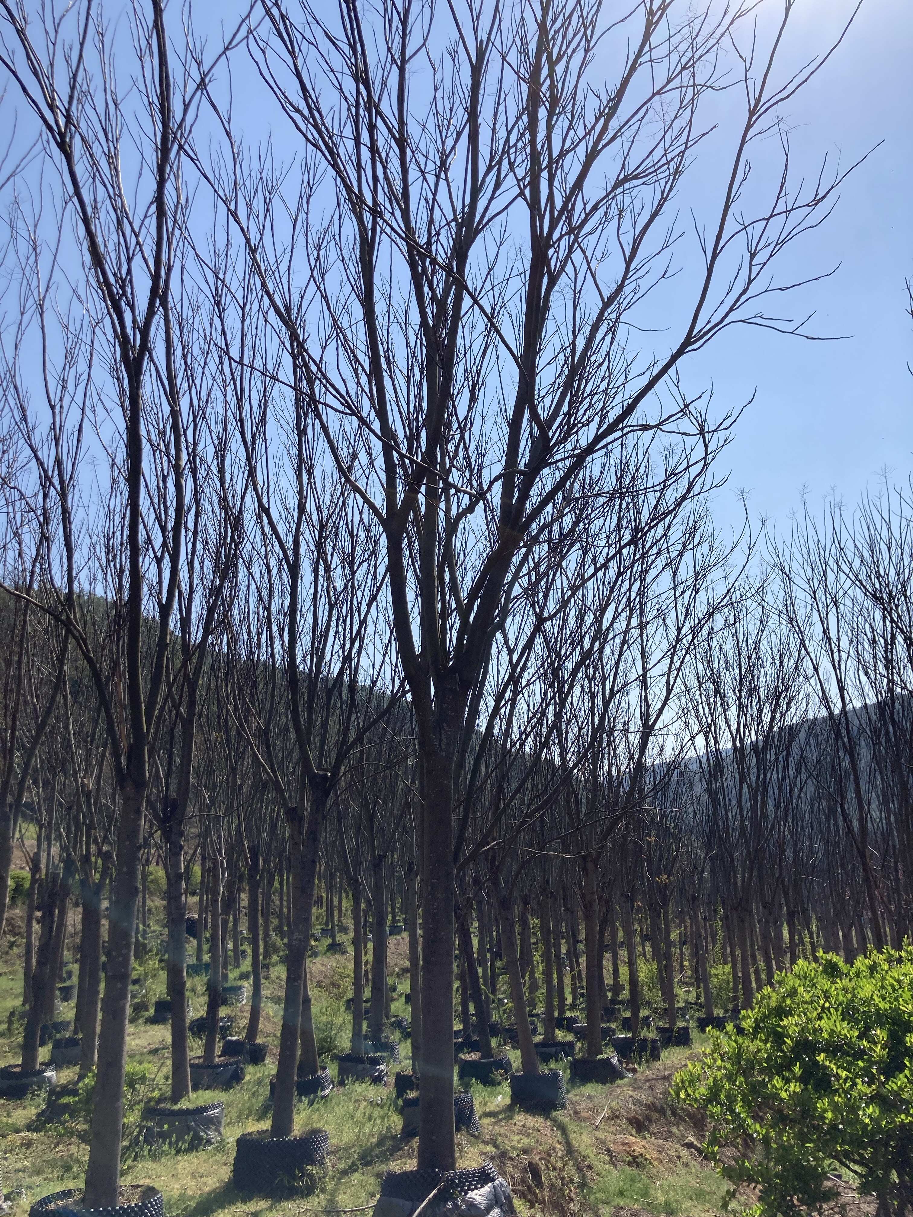 栾树18-22公分，围子苗