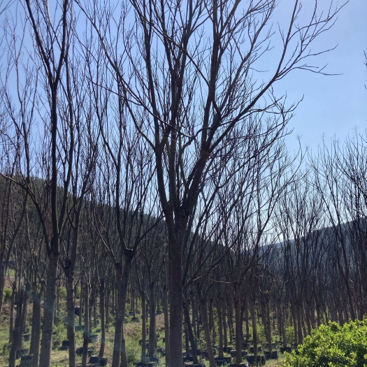 栾树18-22公分，围子苗