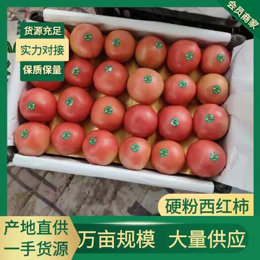 《硬粉西红柿》大量上市 产地直供 一手货源 质量保证