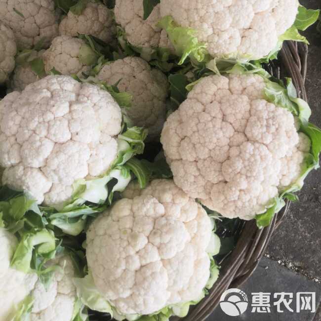 菜花，花菜乳白紧花，包叶光头，质量好价格便产地代收整车发货。