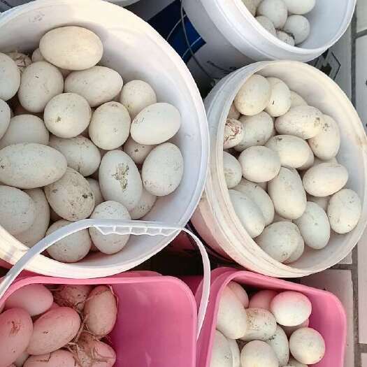  鲜鹅蛋