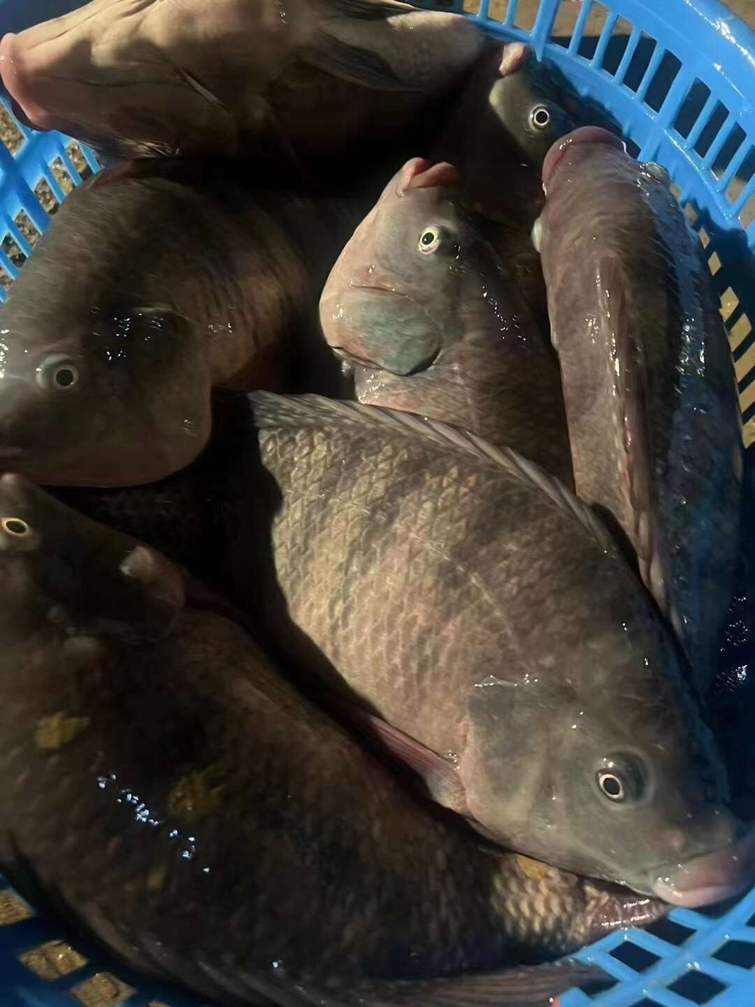 清远正品青宝路罗非鱼苗//现货全国发