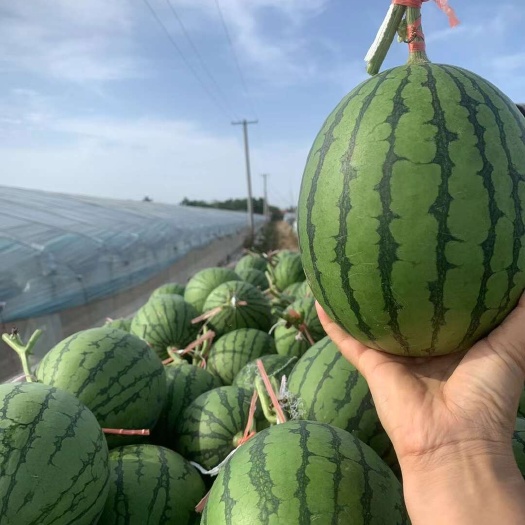 甘肃小吊瓜