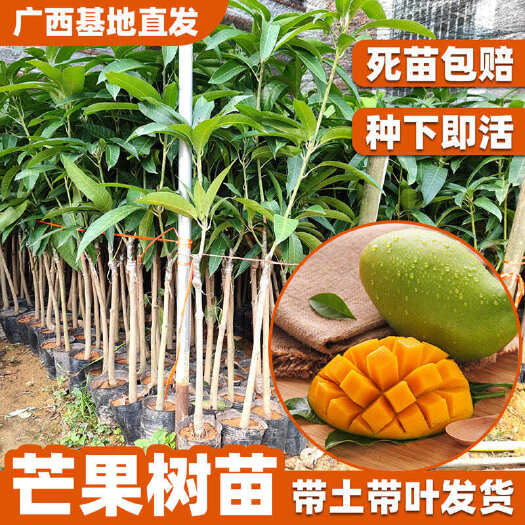 灵山县台农一号芒果树苗嫁接树苗广西苗圃基地直销带土带叶发货盆栽地栽