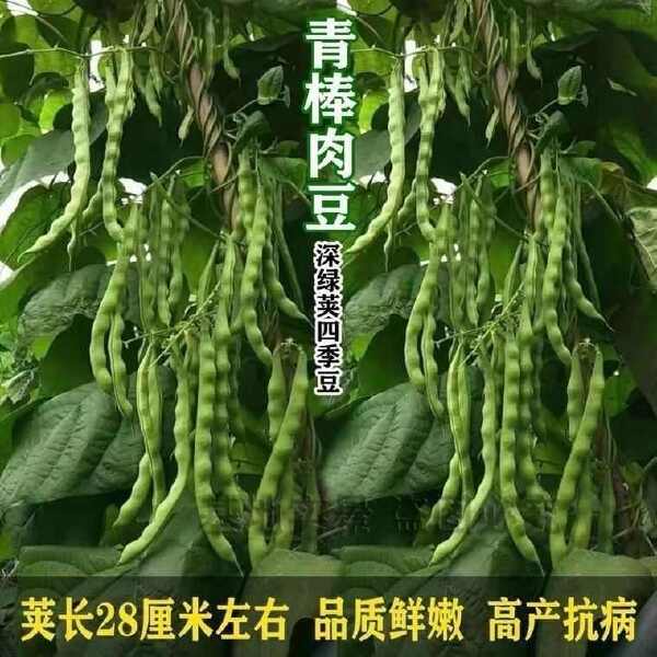 青玉棒青荚架豆种子九粒青棒肉豆角种籽四季豆芸豆春夏秋季蔬菜孑