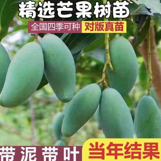 灵山县金煌芒果苗正品嫁接果树苗单果可达1斤重带土带叶发货成活高包邮