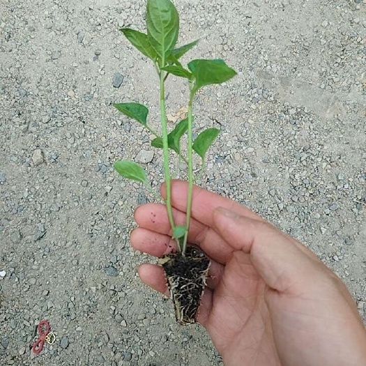 七彩椒苗口感不错适应性强大面积种植市场表现好