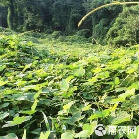 葛藤种子爬山虎牵牛花油麻藤大翼豆边坡矿山绿化护坡爬藤植物种籽