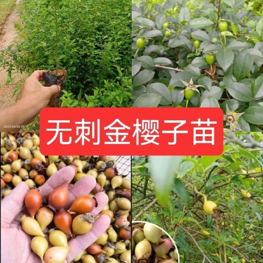 灵山县金樱子树苗无刺金婴子野生新鲜带刺植物刺梨盆栽糖罐子泡酒中药材