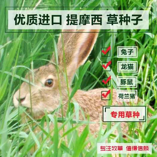 提摩西草种子 多年生猫尾草种籽 正宗梯牧草籽兔子豚鼠荷兰猪宠