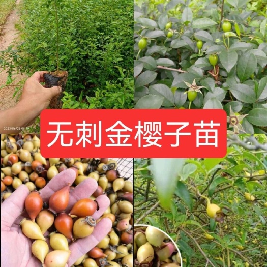 灵山县无刺金樱子苗金樱子树苗无刺金婴子野生新鲜带刺植物刺梨盆栽糖罐
