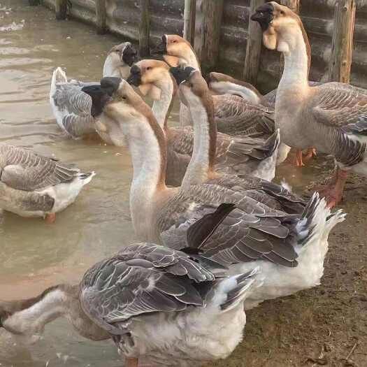 南宁狮头鹅苗汕头特大种狮头鹅苗纯种狮子头鹅苗潮汕狮头鹅苗