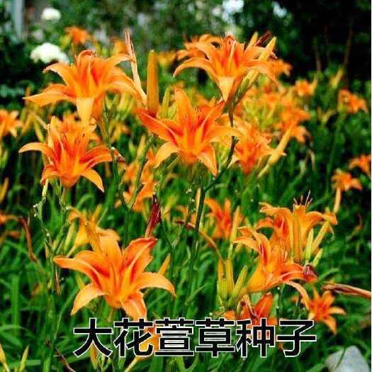 苏州大花萱草种子花卉种子萱草种子金娃娃萱草种子红运红花萱草种草籽