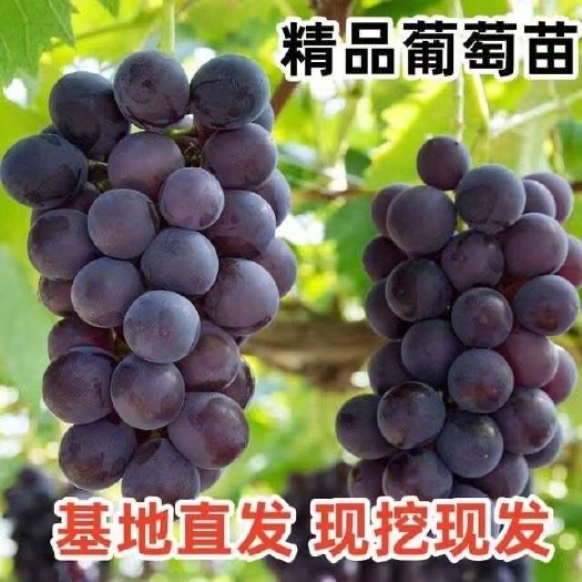 巨峰葡萄苗广西苗圃基地批品种保证发带土带叶发货成活率高易种植