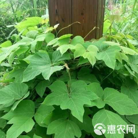 葛藤种子爬山虎牵牛花油麻藤大翼豆边坡矿山绿化护坡爬藤植物种籽