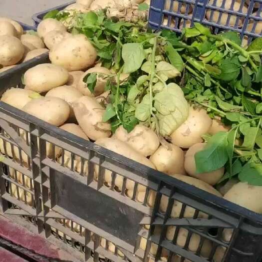 城固县黄心沃土五号土豆，大量有货，质量好