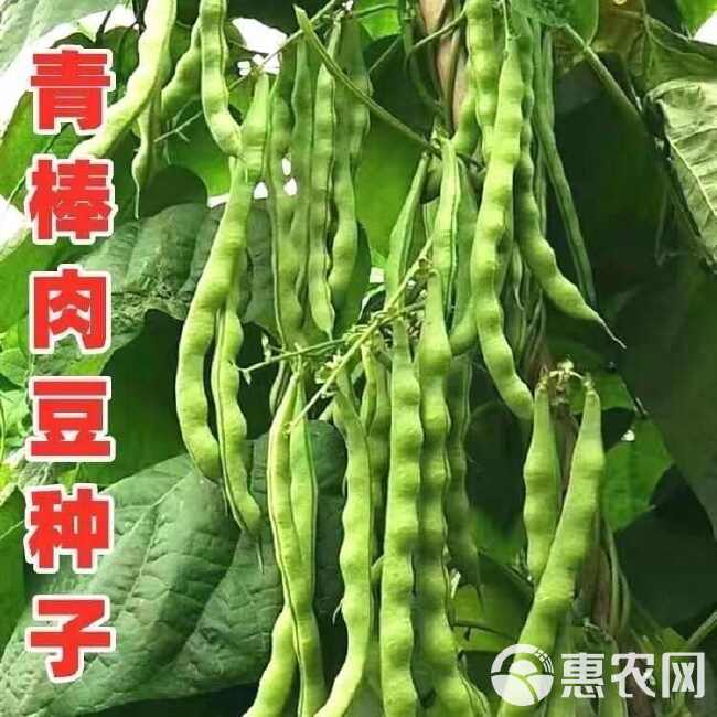 青玉棒青荚架豆种子九粒青棒肉豆角种籽四季豆芸豆春夏秋季蔬菜孑