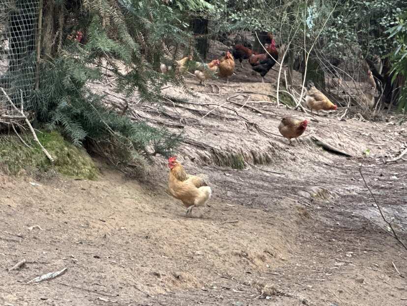 猛禽战斗机！航母弹射起飞的土鸡