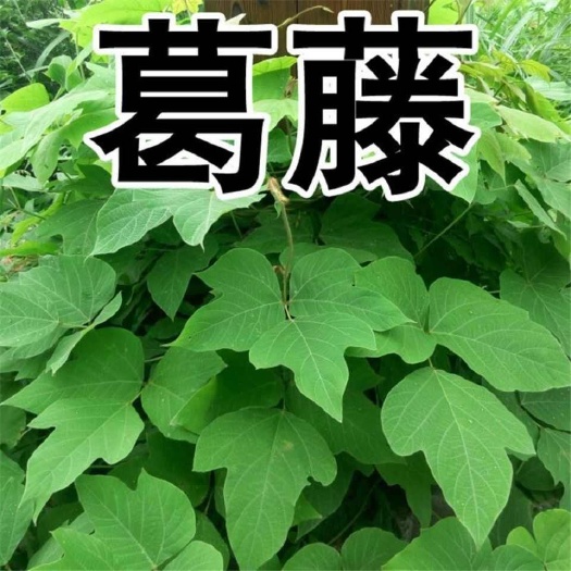 苏州葛藤种子爬山虎牵牛花油麻藤大翼豆边坡矿山绿化护坡爬藤植物种籽