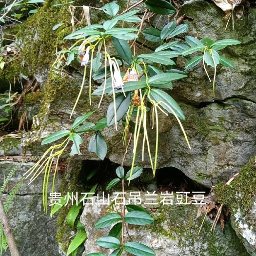 贵州正宗岩豇豆干货包邮 石吊兰黑乌骨石泽兰岩枇杷中草药
