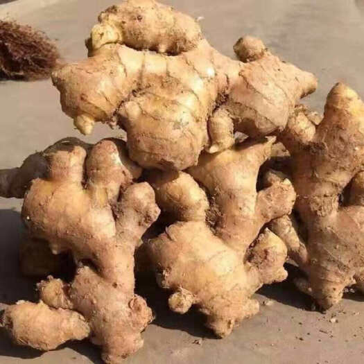生姜鲜姜老姜农家自产新鲜包邮当季现摘现发