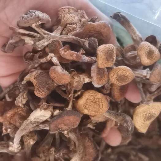 东北野生榛蘑黑龙江榛蘑丁蘑菇片自然晾晒去根榛蘑