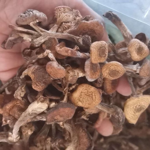 东宁市东北野生榛蘑黑龙江榛蘑丁蘑菇片自然晾晒去根榛蘑